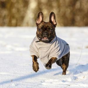 Hund