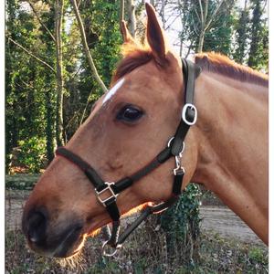 cal03bb-ladergrimma-och-rep-for-hast-cavaletti-tara-svart-full