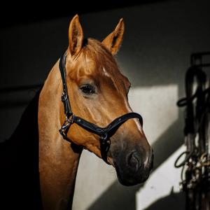li-an-no-halster-for-hast-hekktor-anubis-svart