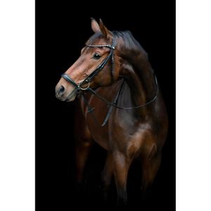 506353001-sadelrep-med-nedhangande-nosgrimma-horseguard-cryll-25-2-svart