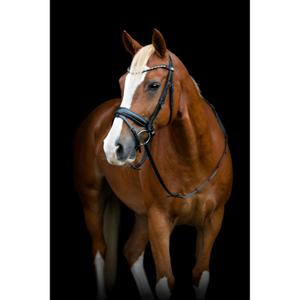 506363001-ridninggrimma-med-flash-och-pullback-horseguard-cryll-25-2-svart