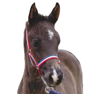 463460-halter-for-fol-roma-foal-rod-vit-bla-fol