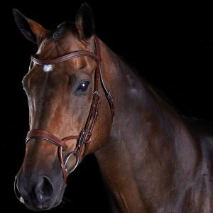 816079-818444-trans-for-traning-av-hastar-weatherbeeta-collegiate-comfitec-brun