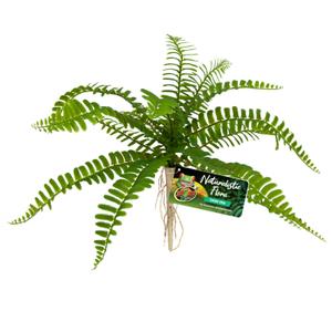387908-svardfraken-i-naturalistens-flora-zolux-zoo-med-gron-tu